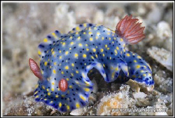 I love those painted hipselodoris 350D/70mm by Yves Antoniazzo 